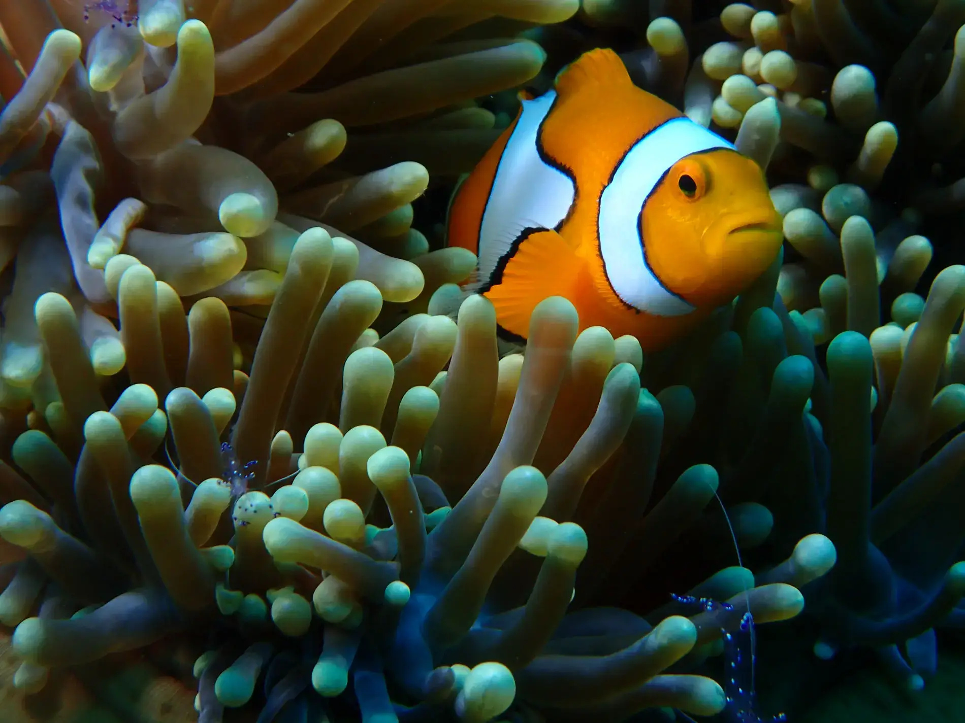 Clown Fish - iDiventure