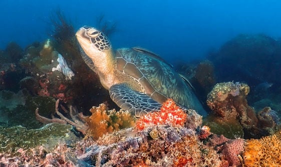 Sea Turtle, iDiventure