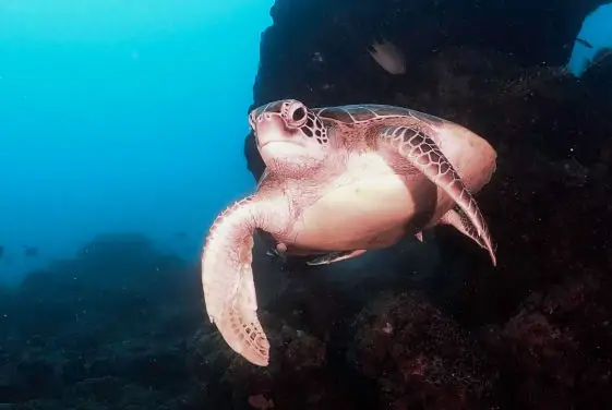 Sea Turtle 2, Idiventure